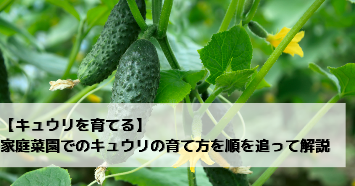 キュウリを育てる 家庭菜園でのキュウリの育て方を解説 農業屋