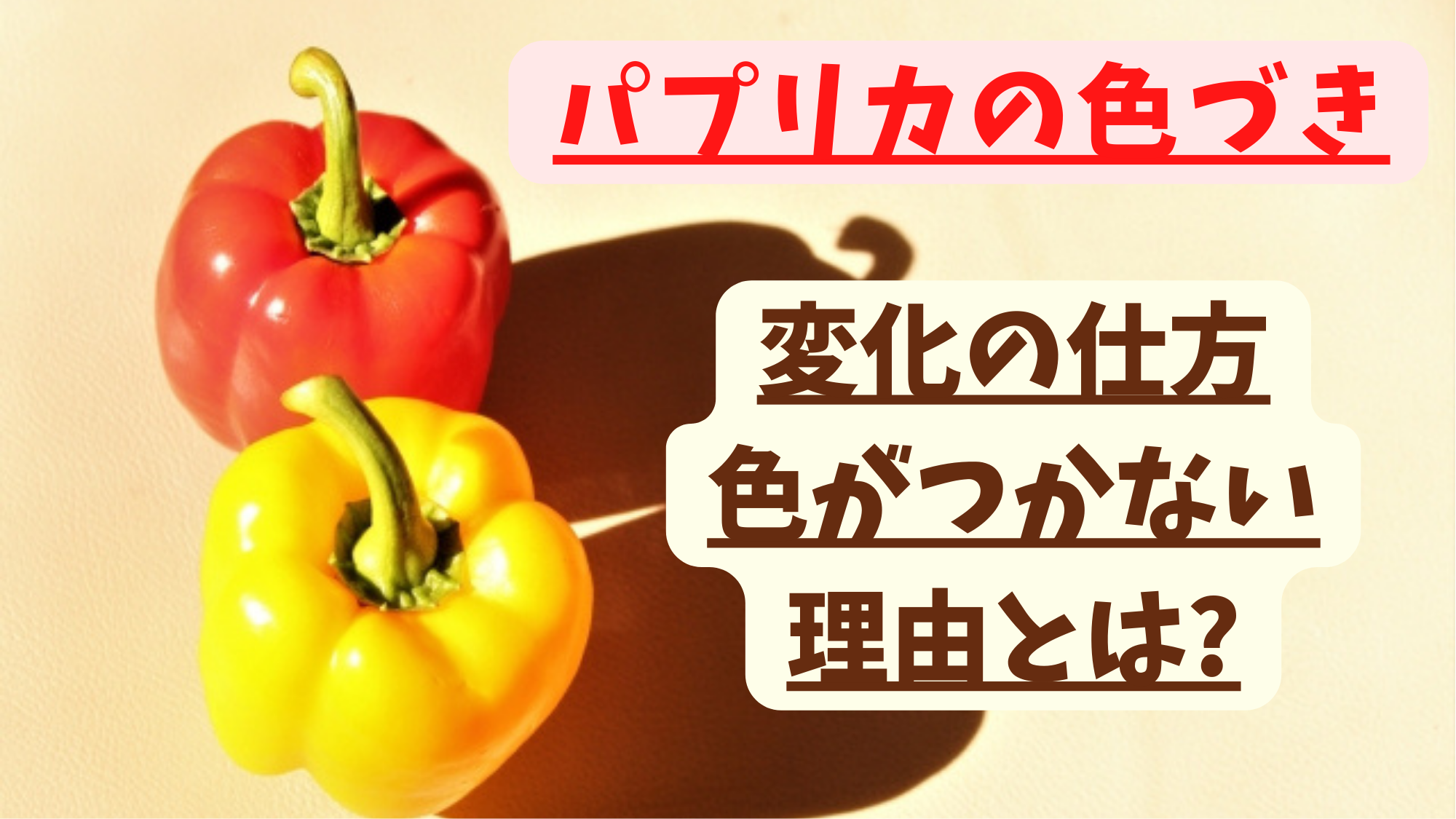 パプリカの色づき|変化の仕方&色がつかない理由とは - 農業屋