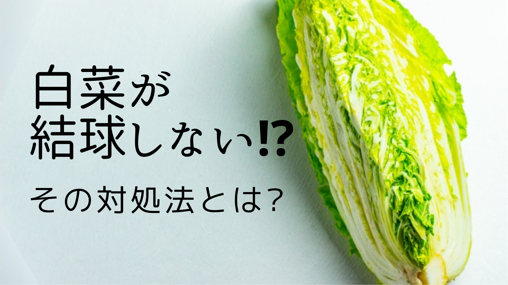 白菜が結球しないのはナゼ 温度など条件や縛る対策の有効性は 農業屋