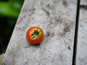 カメムシ被害にあったトマトは食べられる？
