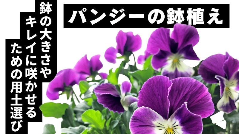 パンジーの鉢植 鉢の大きさやキレイに咲かせるための用土選び 農業屋