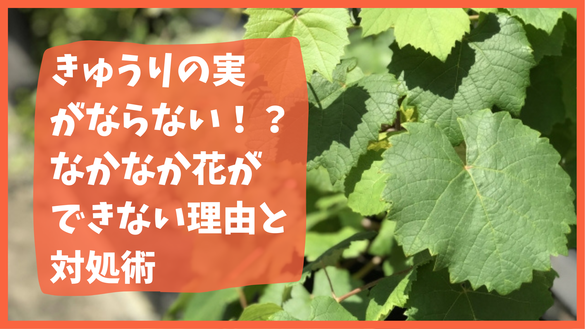 きゅうりの実がならない なかなか花ができない理由と対処術 農業屋