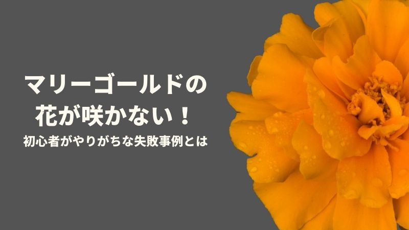 マリーゴールドの花が咲かない 初心者がやりがちな失敗事例とは 農業屋