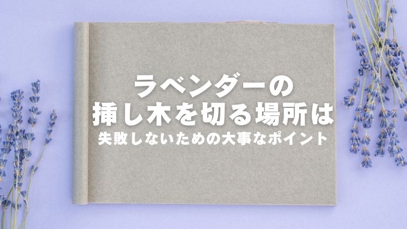 ラベンダーの挿し木切る場所は 失敗しないための大事なポイント 農業屋