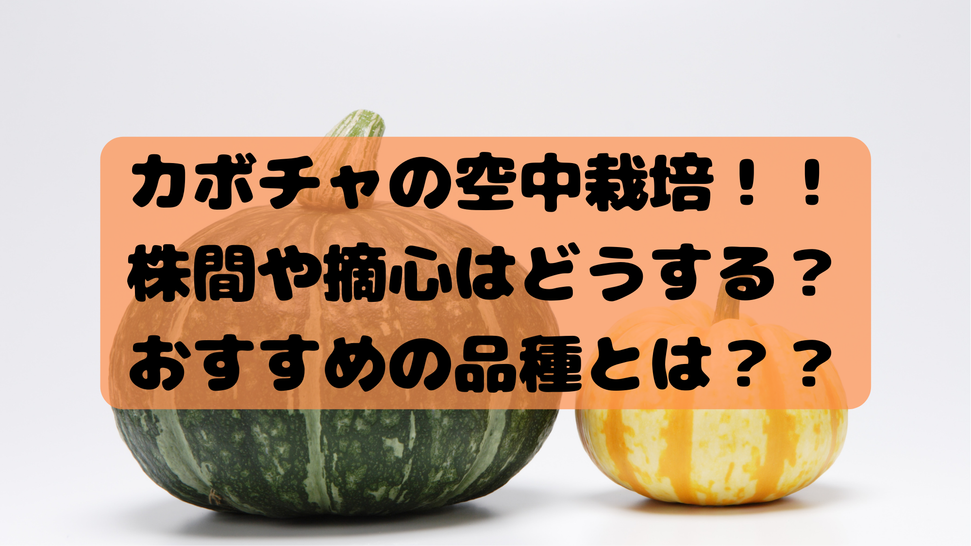 カボチャの空中栽培の株間や摘心はどうする？おすすめ品種は？ - 農業屋