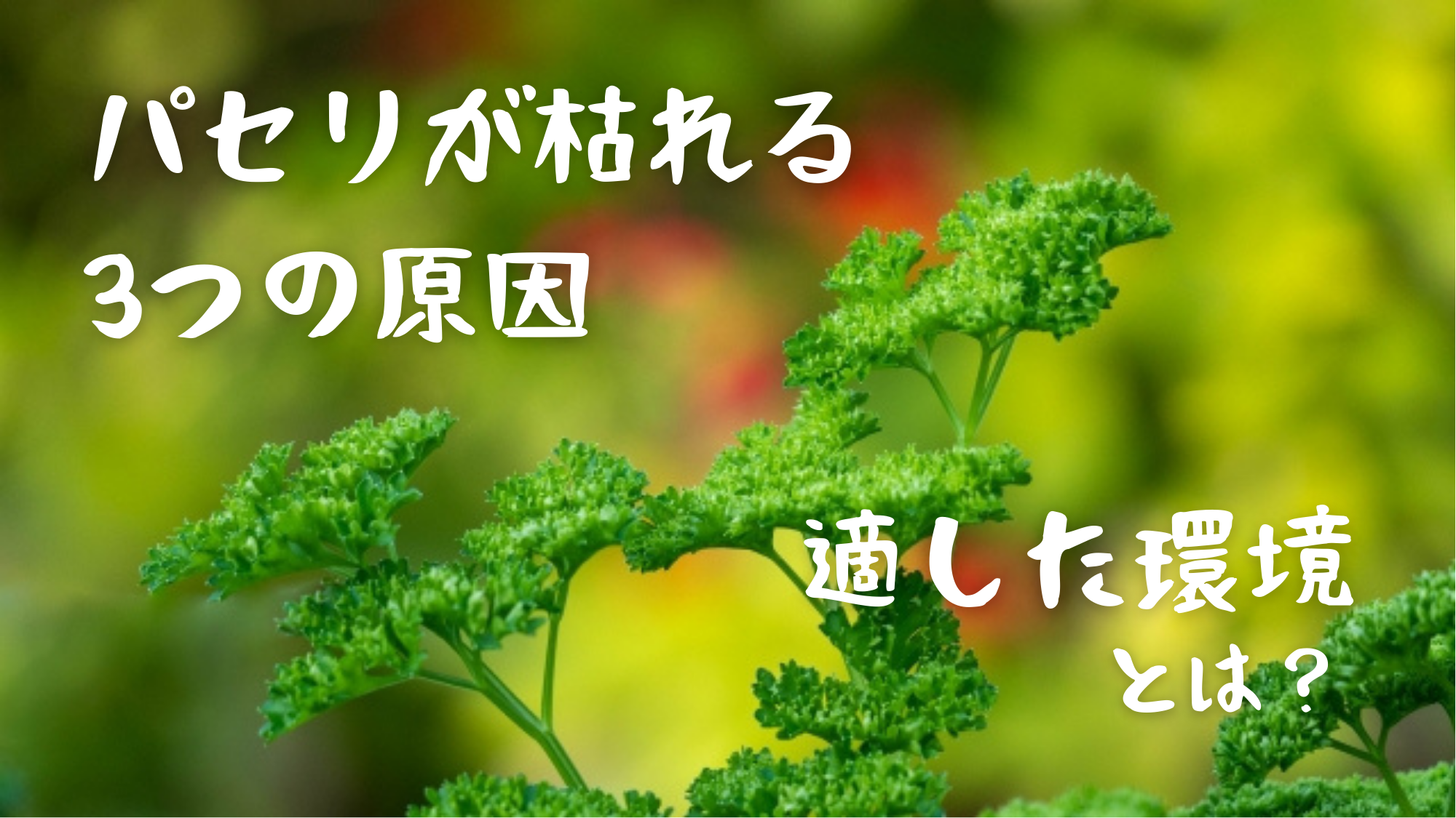 パセリ枯れる原因3つ パセリが好む環境と嫌がる環境を把握しよう 農業屋