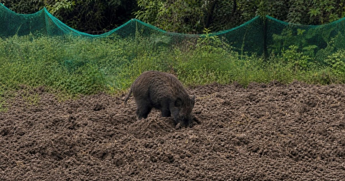畑を荒らす野生動物のイノシシ