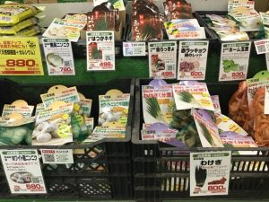 秋野菜苗、健康野菜球根入荷のお知らせ