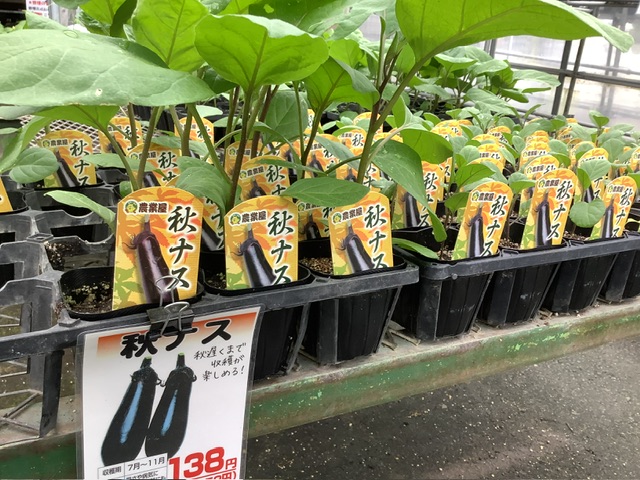 ナス苗・キュウリ苗販売中〜 まだ植えられますっ