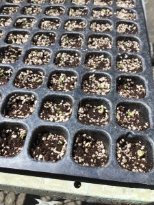 レタス苗の播種2 新芽