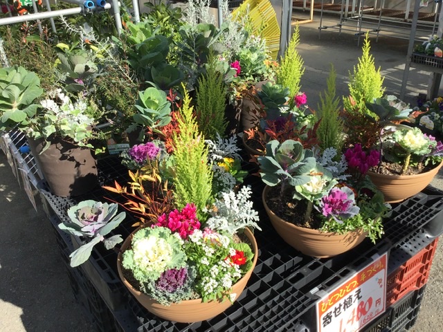 寄せ植え入荷中！