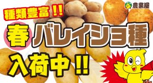 馬鈴薯植え付け本番(^^)