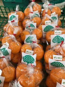 柑橘いろいろ！！