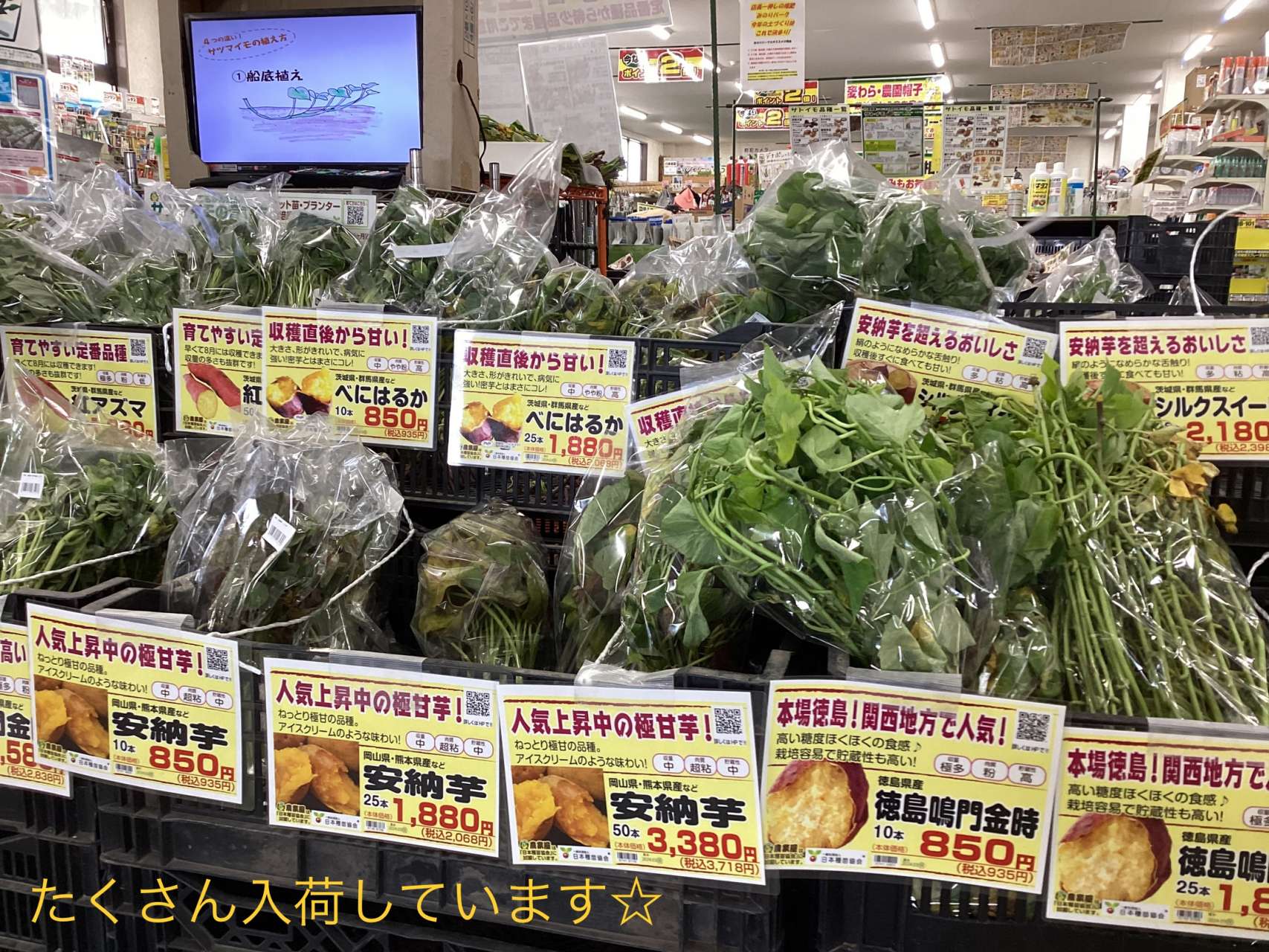 サツマイモ苗がたくさん入荷しました！！