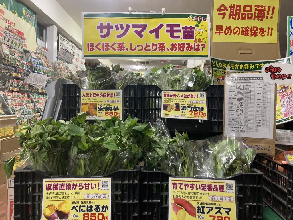 【全国的品薄】サツマイモ苗入荷【新鮮!10本から!】