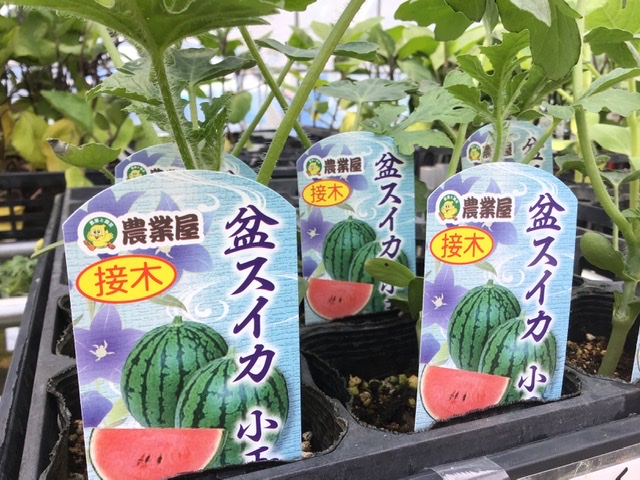 盆スイカ、秋まくわ瓜苗販売中