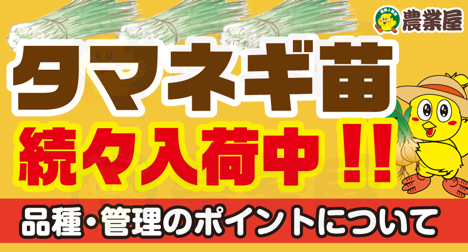 タマネギ苗続々入荷中！品種・肥料・管理のポイントは？