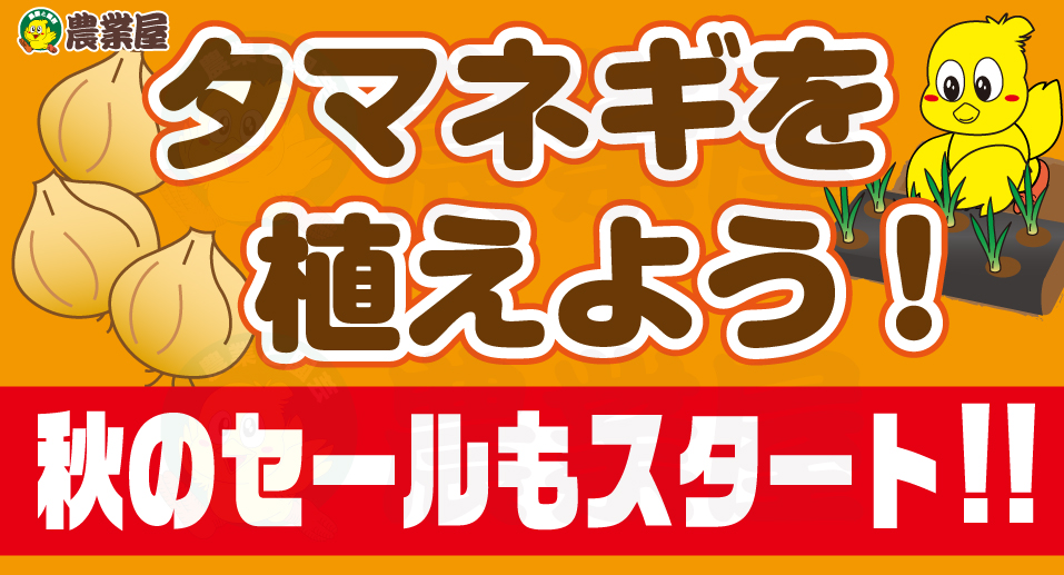 タマネギを植えよう！秋のセールもスタート！！