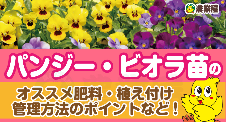 パンジー・ビオラ苗のオススメ肥料・植え付け・管理方法のポイントなど！