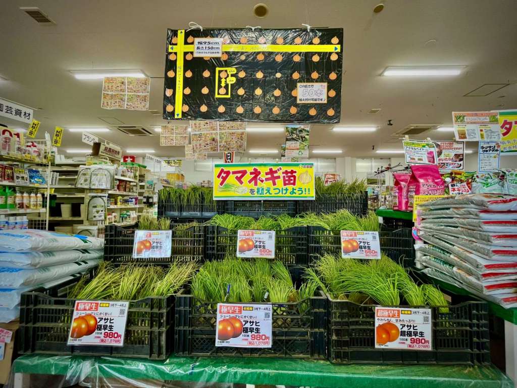 🧅たまね〜ぎ苗、元気に販売中🧅