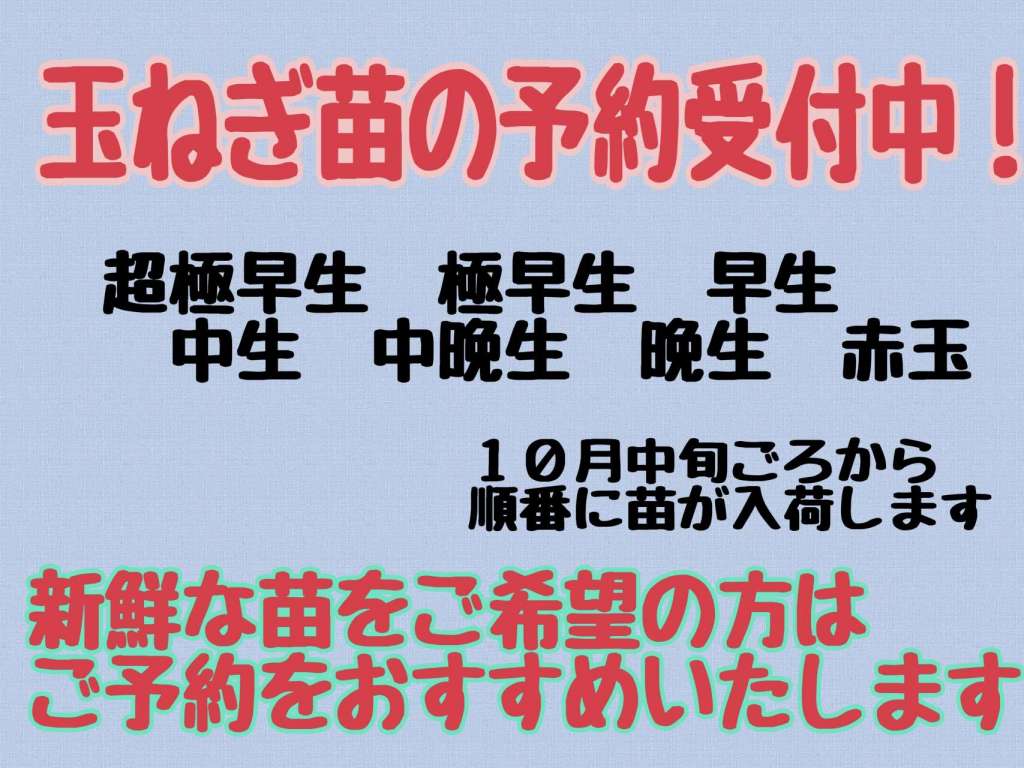 まだまだ玉ねぎ苗の予約受付ています！