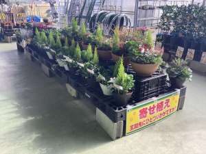 冬の寄せ植えが販売中！