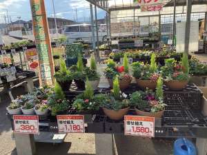 寄せ植え特価販売‼️