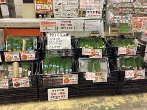 タマネギ苗の中生・晩生品種　入荷中！！