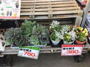 寄せ植え　続々入荷