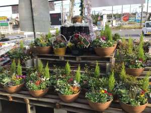 冬の寄植え入荷♪  御歳暮ギフト販売中！