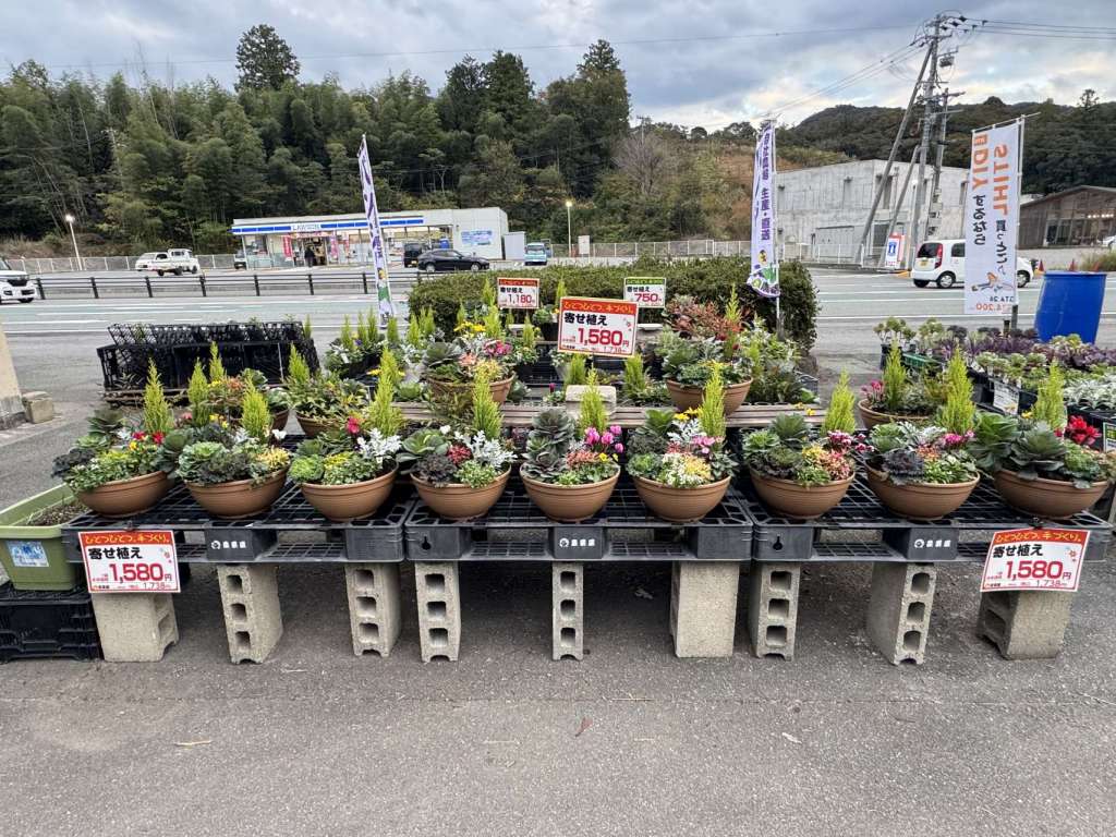 寄せ植え販売開始しました！