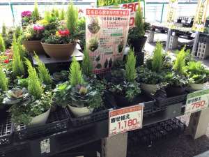 寄せ植え大量入荷中！！