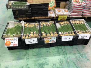 玉ねぎ苗大量入荷！！