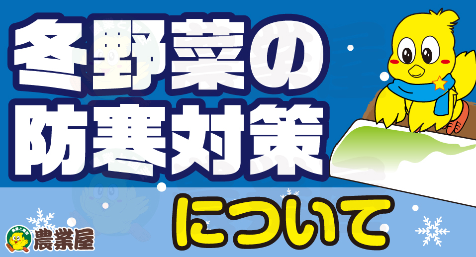 冬野菜の防寒対策について