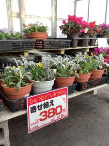 寄せ植え　大量入荷　販売中❗️