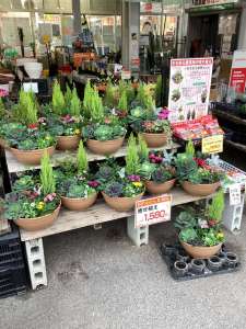 冬の寄植えが入荷❗️ 営業時間時間変更のお知らせ