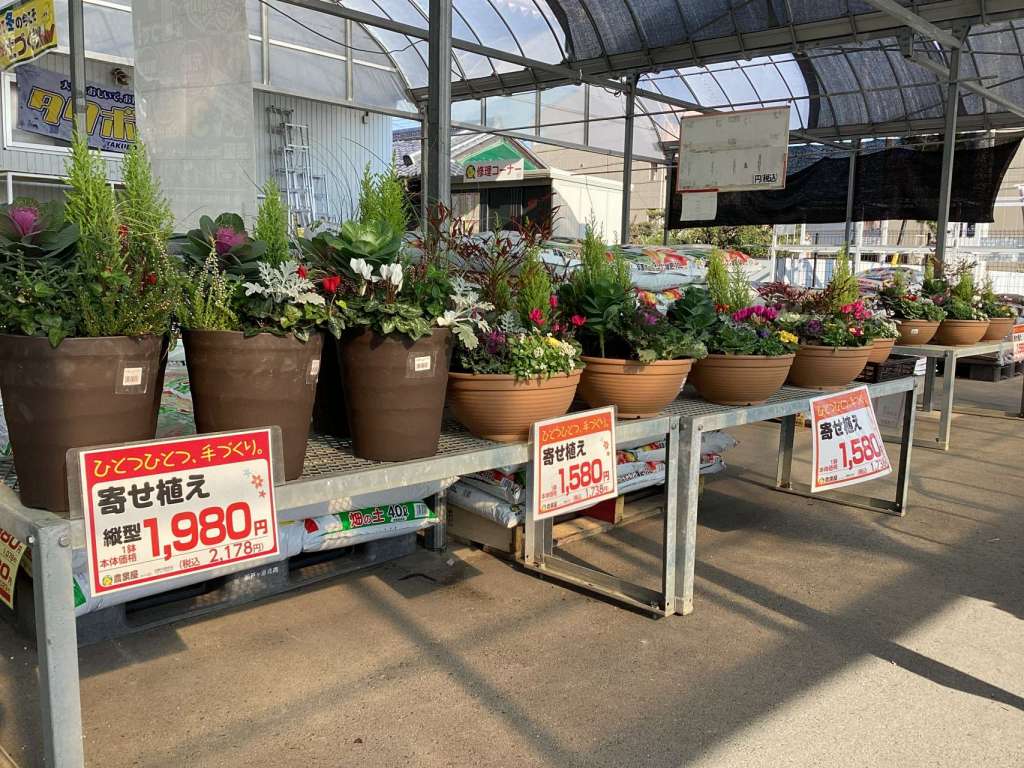 大人気寄せ植え入荷中！&年末手作りもち予約開始！