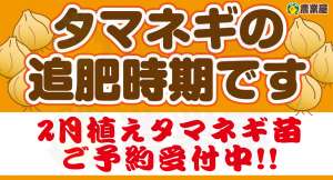 玉葱にも追肥をあげましょう