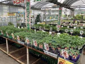 野菜づくりなら農業屋へ‼️