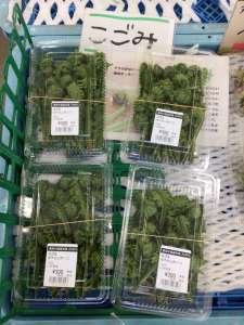 山菜が入荷してきました！