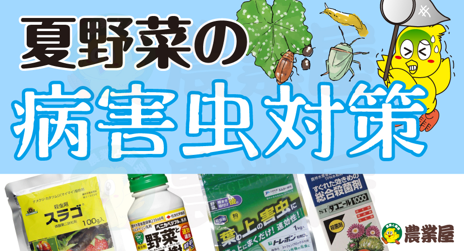 夏野菜の病害虫対策！