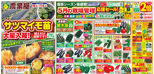 サツマイモ苗大量入荷！5月の栽培管理応援セール！