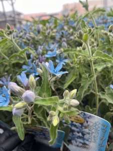 🪻花づくりではなく、庭づくり🌸