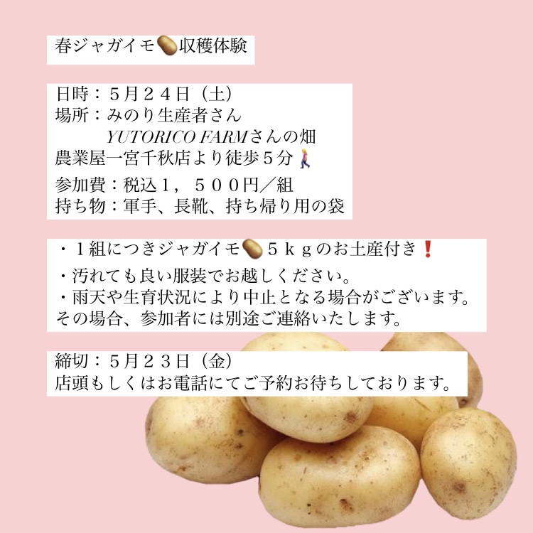 🥔じゃがいも収穫体験開催します🥔