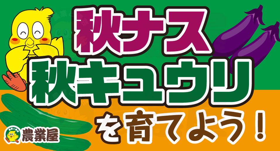 秋ナス・秋キュウリを育てよう!