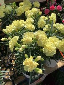 母の日のお花が入荷しました！