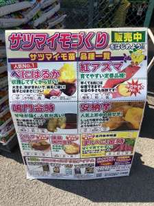 まだまだサツマイモ苗販売中！