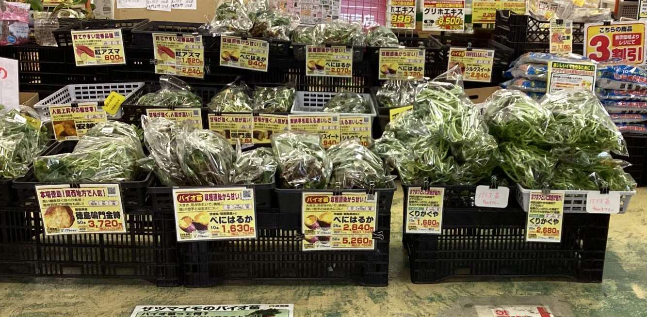 サツマイモ苗続々入荷中！