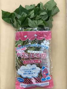 サツマイモの基腐病にご用心！