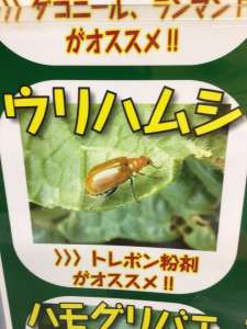 ウリハムシ増えてます！